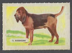 15 Bloodhound